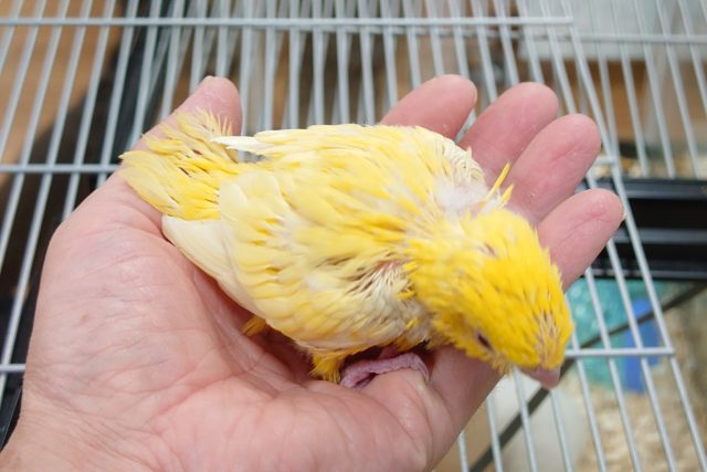 サザナミインコ