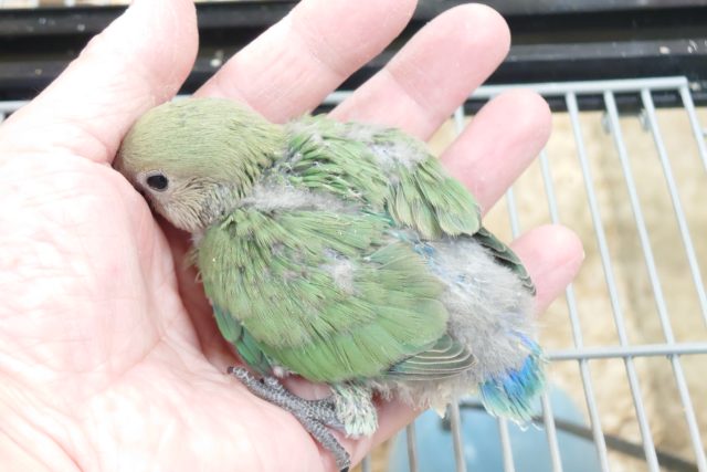 コザクラインコ（小桜インコ）