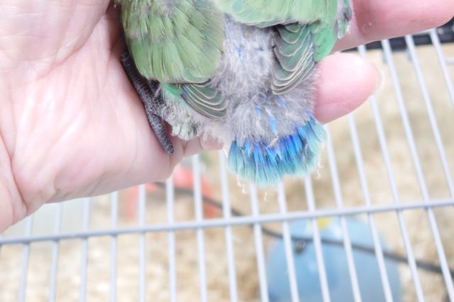 コザクラインコ（小桜インコ）