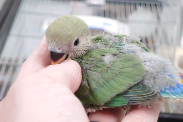 コザクラインコ（小桜インコ）