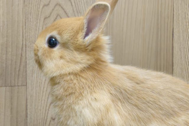 ネザーランドドワーフ