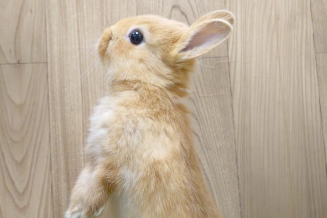 ネザーランドドワーフ