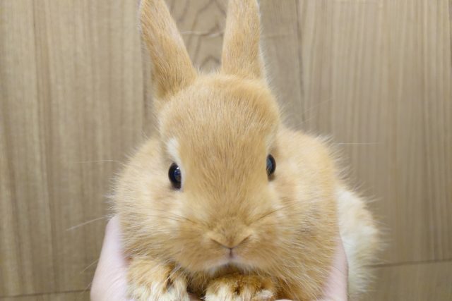 ネザーランドドワーフ