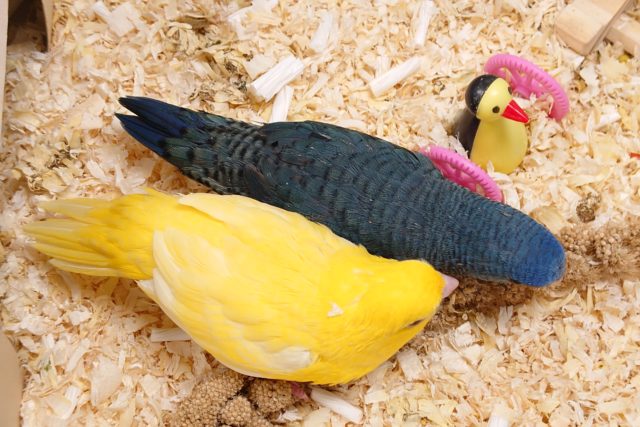 サザナミインコ