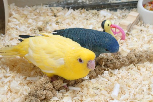 サザナミインコ