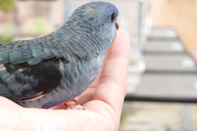 サザナミインコ