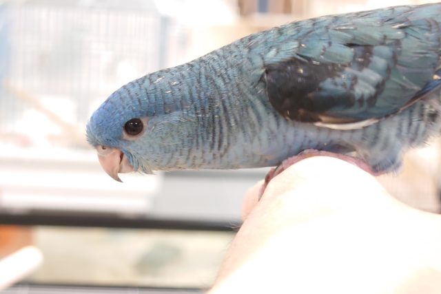 最新画像になります☆8/28 キラついた瞳の奥には。。♫ サザナミインコ コバルトですっ サザナミインコ