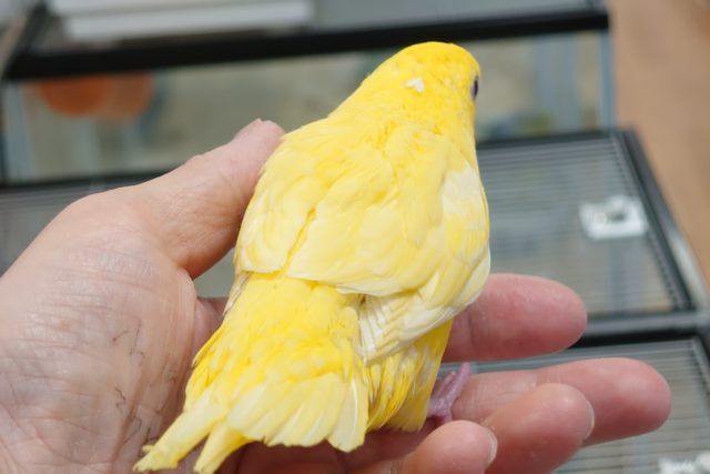 サザナミインコ