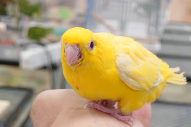 サザナミインコ