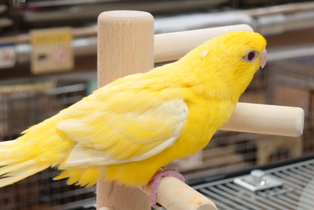 サザナミインコ
