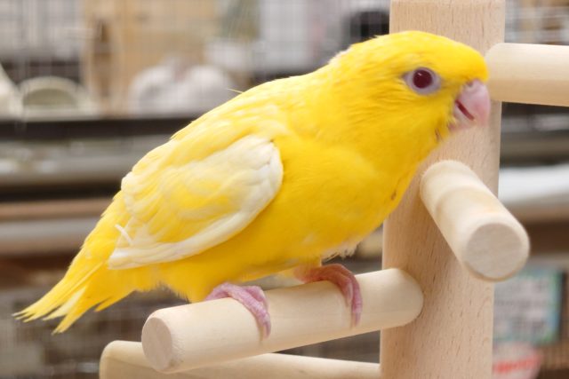 サザナミインコ