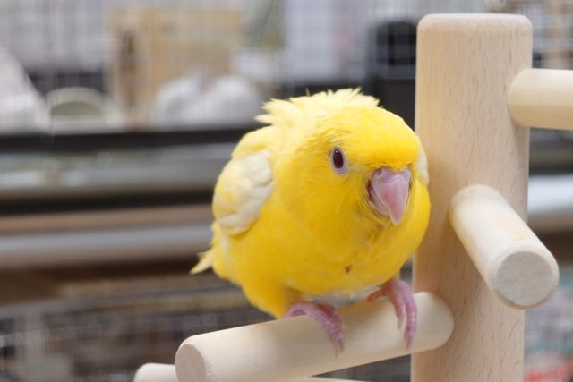 サザナミインコ
