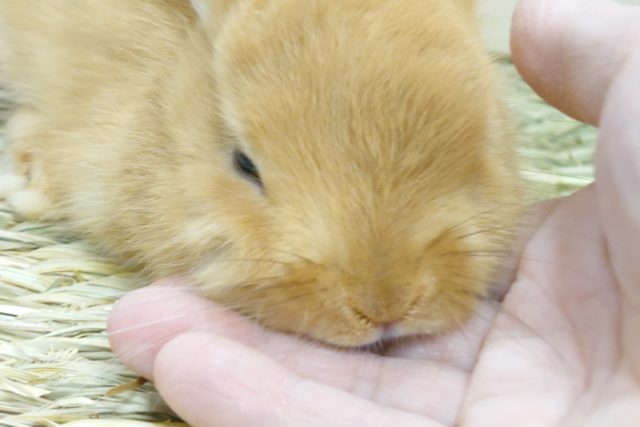 ネザーランドドワーフ