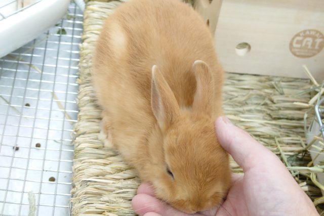 ネザーランドドワーフ