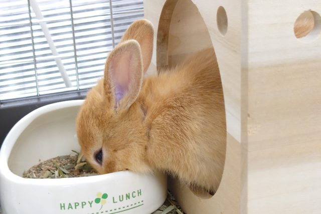 ネザーランドドワーフ