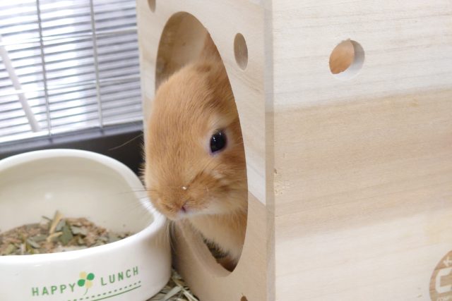 ネザーランドドワーフ