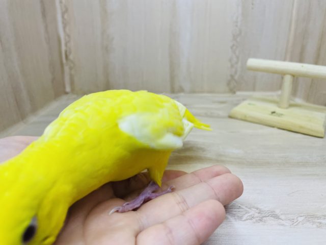サザナミインコ