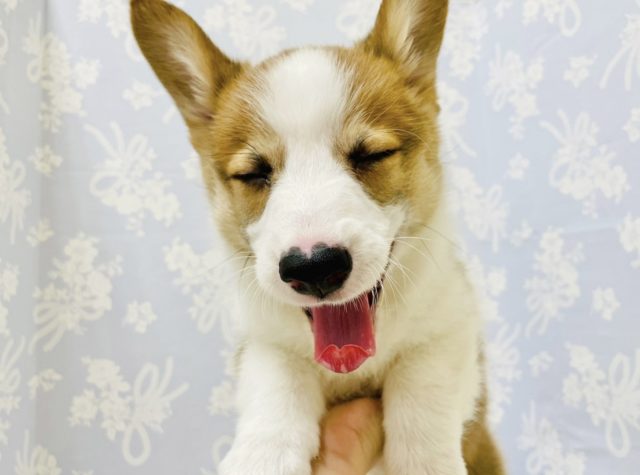 ウェルシュコーギー・ペンブローグ