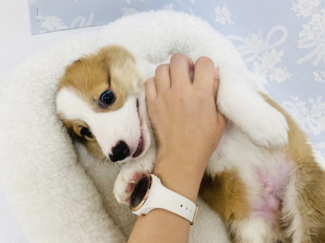 ウェルシュコーギー・ペンブローグ