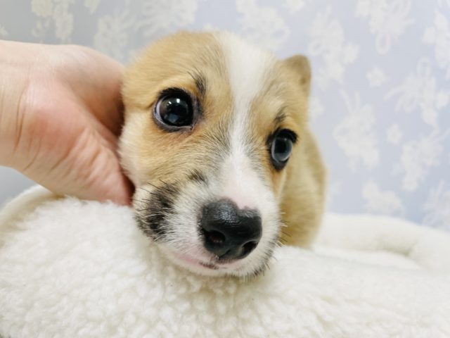 ウェルシュコーギー・ペンブローグ