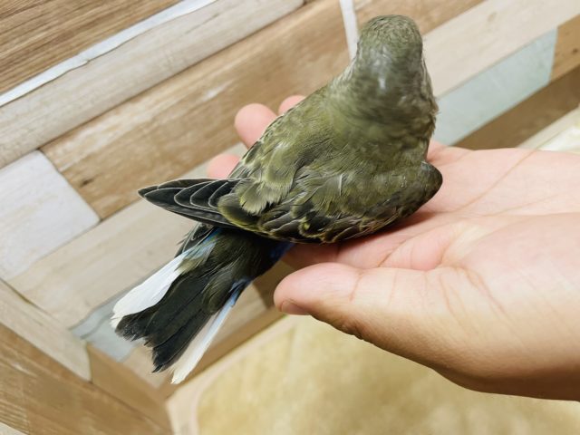アキクサインコ（秋草インコ）