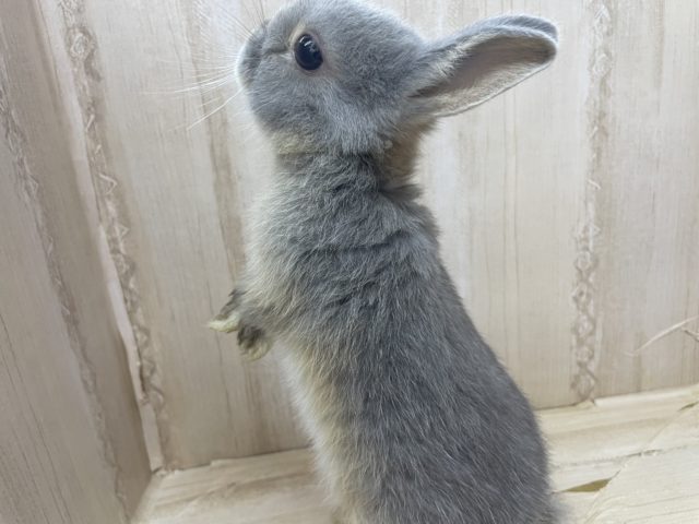 ネザーランドドワーフ