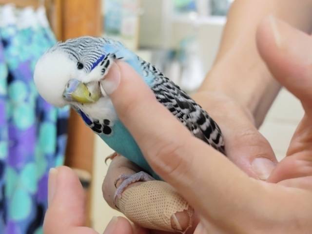 ジャンボセキセイインコ
