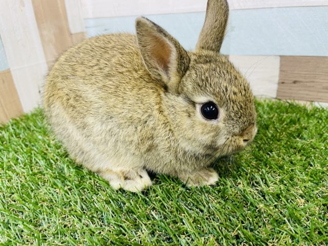 ネザーランドドワーフ