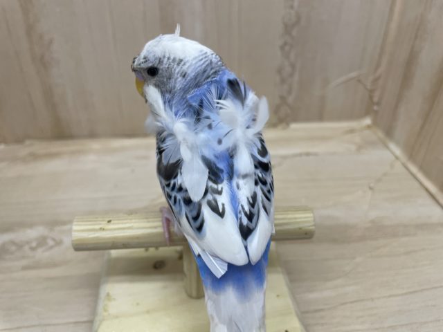 羽衣セキセイインコ