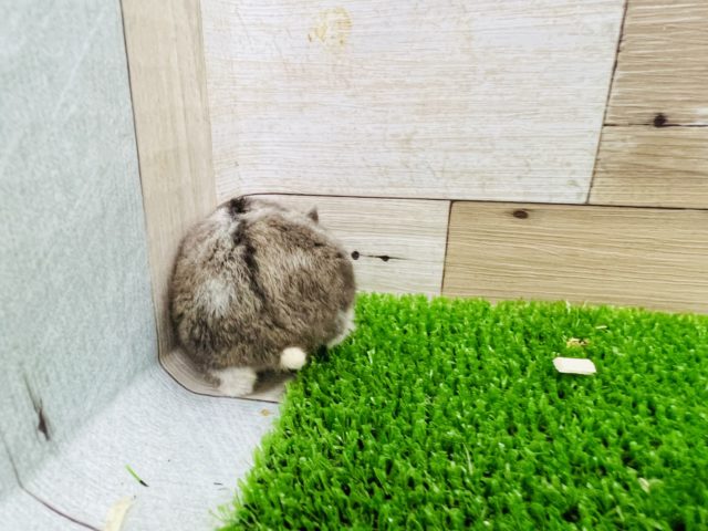 ジャンガリアン