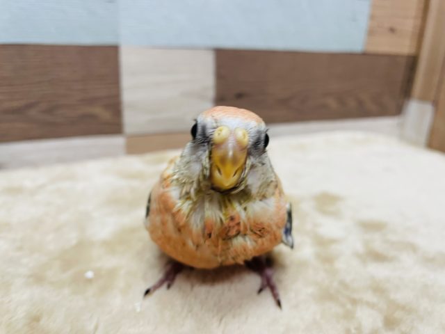 アキクサインコ（秋草インコ）