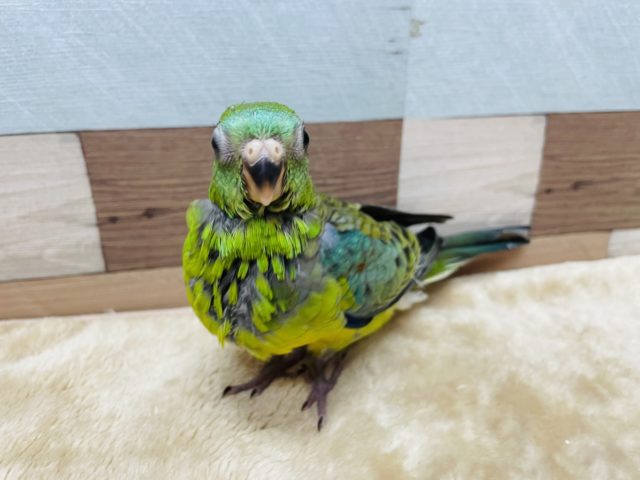 ビセイインコ（美声インコ）