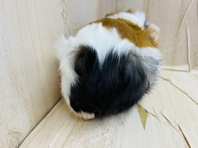 アビシニアンモルモット