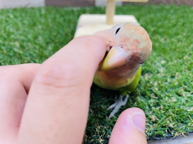 コザクラインコ（小桜インコ）