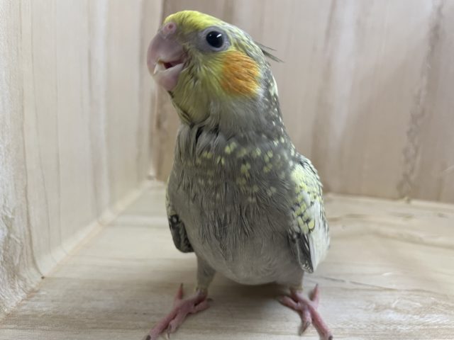 オカメインコ