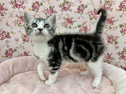 アメリカンショートヘア