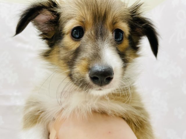 シェットランドシープドッグ（シェルティ）