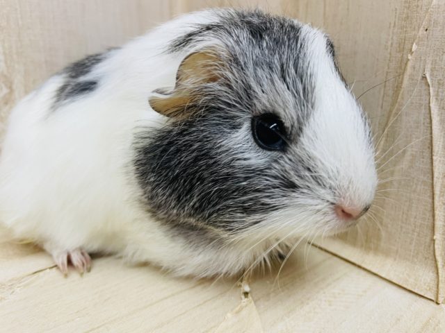 ペルビアンモルモット