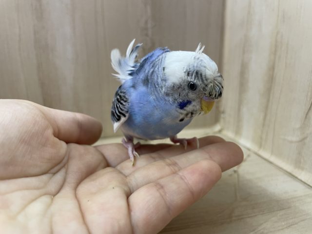 羽衣セキセイインコ