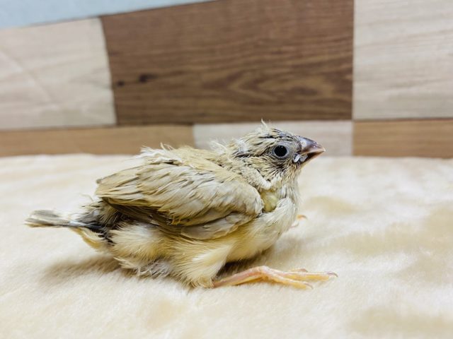 錦花鳥（キンカチョウ）