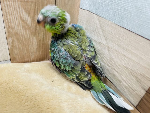ビセイインコ（美声インコ）