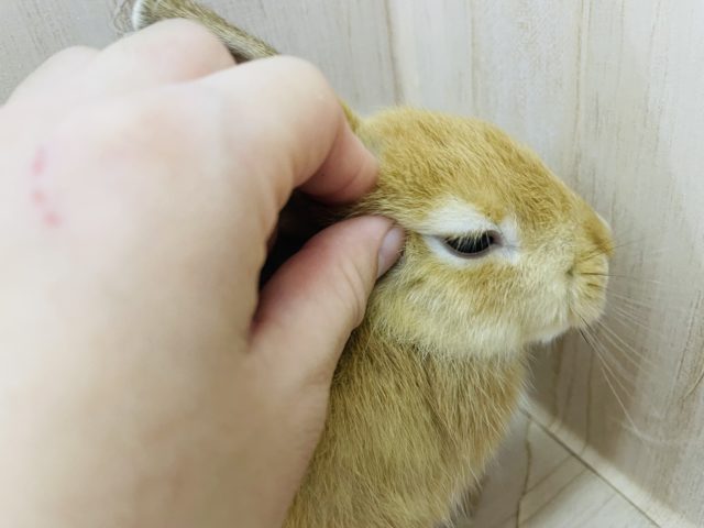 ネザーランドドワーフ