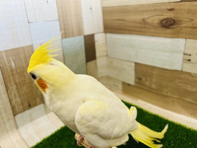 オカメインコ