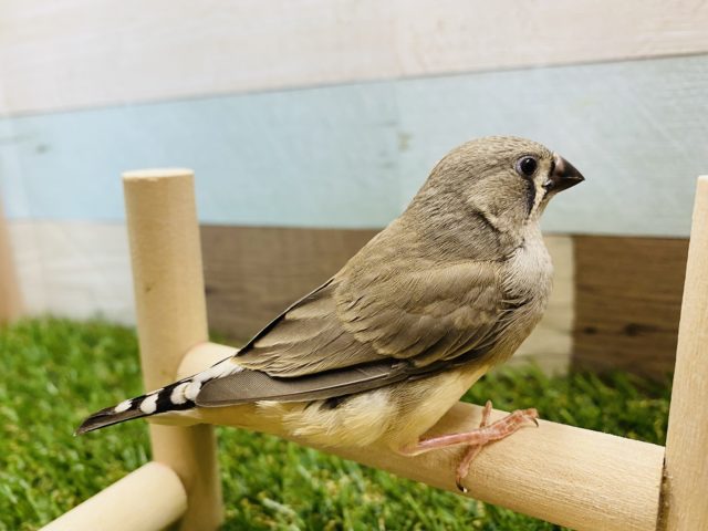 錦花鳥（キンカチョウ）