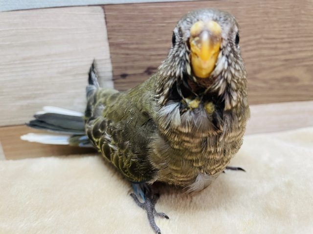 アキクサインコ（秋草インコ）