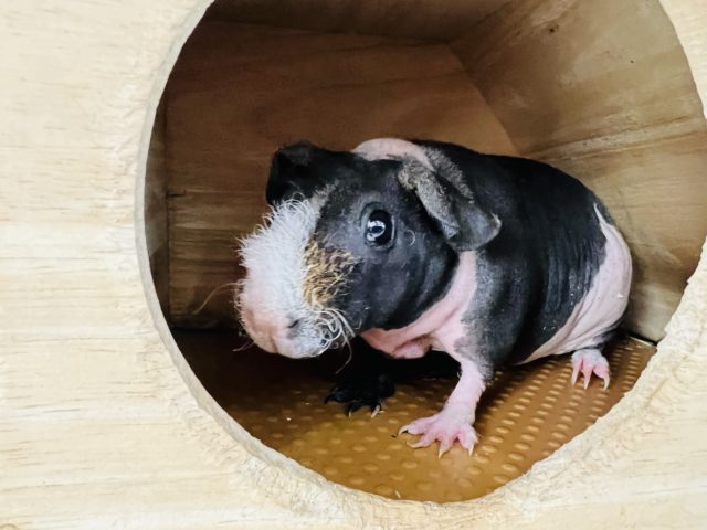 スキニーギニアピッグ