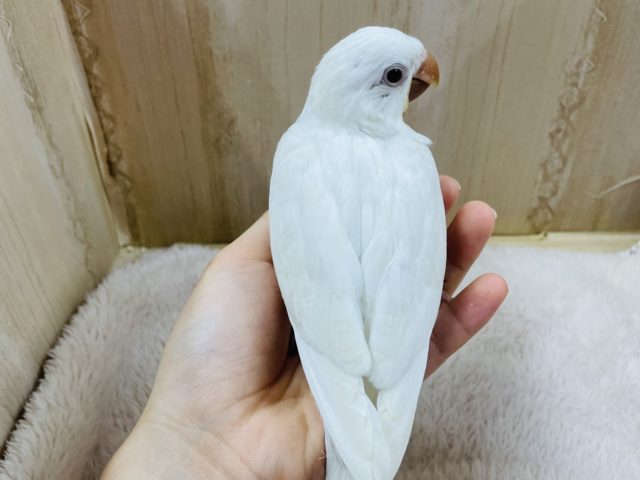 オキナインコ
