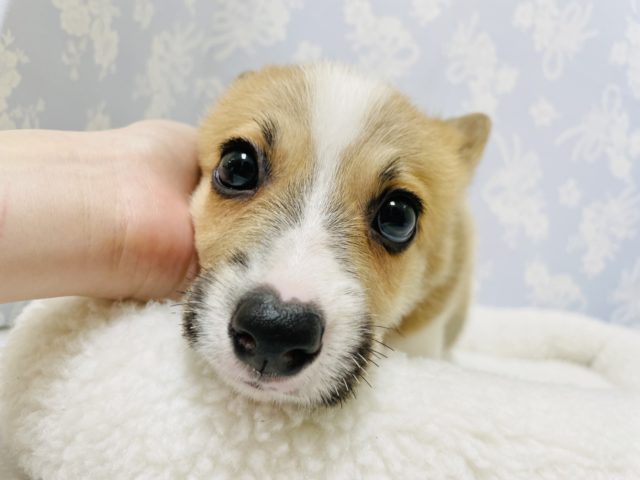 ウェルシュコーギー・ペンブローグ