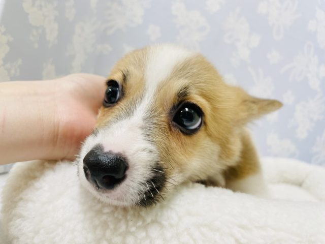 ウェルシュコーギー・ペンブローグ