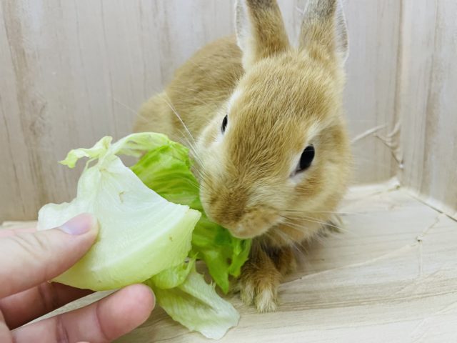 ネザーランドドワーフ